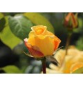 ΤΡΙΑΝΤΑΦΥΛΛΑ ΚΙΤΡΙΝΑ ΔΙΧΡΩΜΑ 50εκ. ROSEN  CANDLELIGHT 50cm